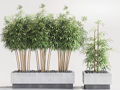Large and Small Bamboo Bonsai Plants in Gray Concrete Planters with Green Leaves 3d model