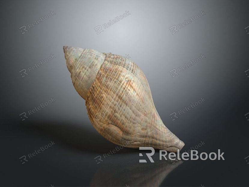 conch bone snail snail field snail shellfish marine animal fish freshwater fish marine fish animal model