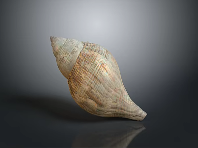 Marine Conch Shell with Natural Brown White Striped Texture on Smooth Reflective Surface 3d model