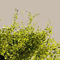 Tall Arbor Tree with Lush Green Foliage Thick Branches and Exposed Roots