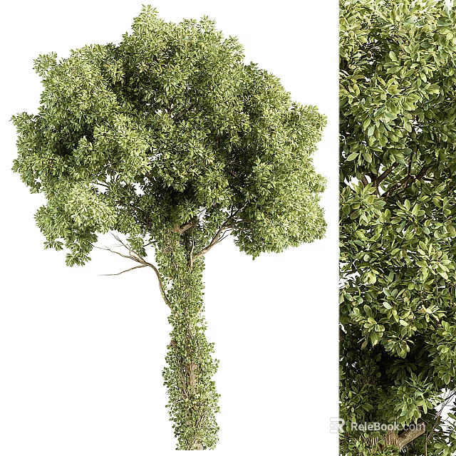 Lush Green Arbor With Dense Foliage And Tall Straight Trunk 3d model 