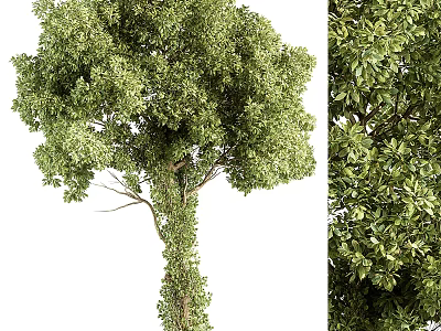 Lush Green Arbor With Dense Foliage And Tall Straight Trunk 3d model
