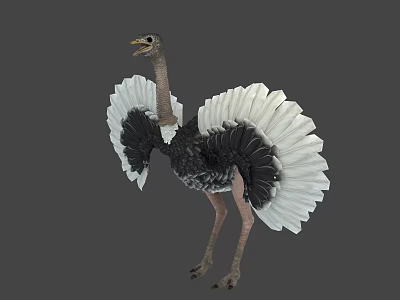 Ostrich With Black And White Feathers Displaying Spread Wings In Natural Posture 3d model