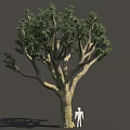 Tall Tree With Thick Trunk And Dense Green Leaves Beside Human Figure For Scale