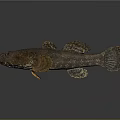 Dark Spotted Fish With Brown Fins And Textured Body On Gray Background