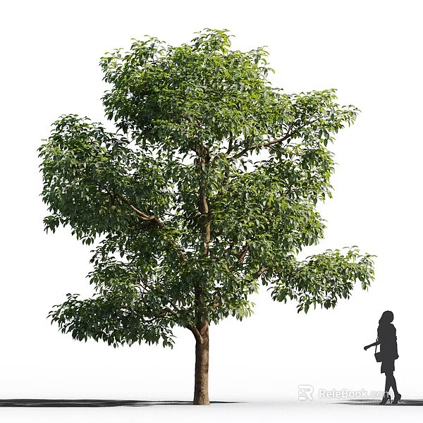 Tall Tree With Lush Green Leaves And Strong Trunk Beside Human Figure For Scale 3d model 