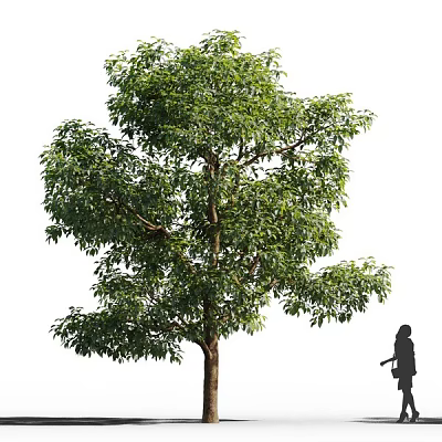 Tall Tree With Lush Green Leaves And Strong Trunk Beside Human Figure For Scale 3d model