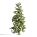 Evergreen Trees In Different Sizes With Lush Green Foliage And Natural Look