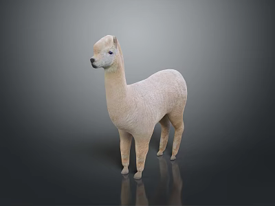 Light Colored Alpaca Standing Gracefully On Gray Background With Reflection 3d model