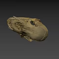 Detailed Animal Skull Skeleton With Visible Teeth And Bone Structure