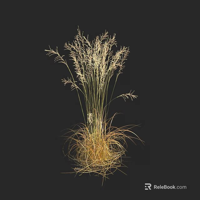 Pale Yellow to Golden Tall Grass with Slender Leaves Against Black Background 3d model 