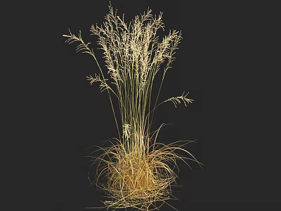 Pale Yellow to Golden Tall Grass with Slender Leaves Against Black Background 3d model