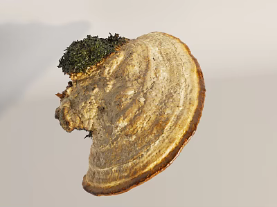 Large Textured Mushroom Fungi With Green Moss On Top And Woody Base 3d model