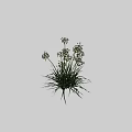Green Leafy Plants with White Small Flowers Slender Stems and Long Leaves Shown in cm Scale