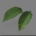 Two green leaves one with yellow spots visible veins on light gray background showing shadows