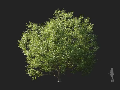 Lush Green Arbor Isolated on Dark Background with Full Foliage and Human Figure for Scale 3d model
