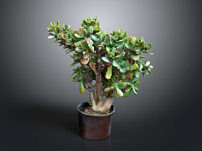 Succulent Plant with Branched Stems and Green Leaves in Brown Pot against Gray Background 3d model