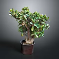 Succulent Plant with Branched Stems and Green Leaves in Brown Pot against Gray Background
