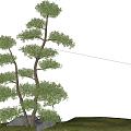 modeling tree modeling loose 3d model