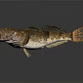 Rough Skinned Fish With Open Mouth And Unique Fins On Dark Background