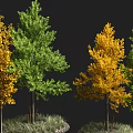 Green and Yellow Leaf Trees with Tree Trunks on Grass and Stones Against Black Background