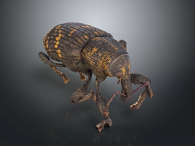 Detailed Black And Yellow Textured Beetle Close Up 3D Render 3d model
