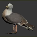 White Gray and Brown Seagull With Yellow Beak Orange Legs Standing On Dark Surface