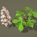 Blooming Vibrant Plant With Pink White Flowers And Fresh Green Leaves