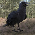 Modern American Crow Birds Animal Creatures 3d model