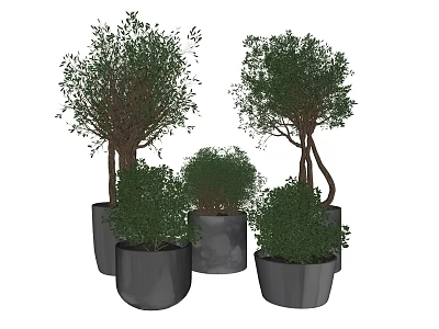 Bonsai Potted Plants in Various Sizes with Gray Pots and Green Foliage 3d model