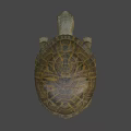 Realistic Turtle Sculpture With Detailed Textured Shell And Sharp Claws 3d model