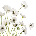White Poppy Flowers Arranged In Modern Striped Metallic Vase Decorative Piece