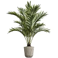 Lush Decorative Potted Bonsai Plants With Green Foliage For Indoor Decor