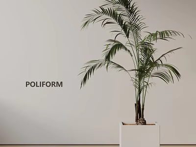Elegant Potted Palm Plant In White Pot On Wooden Floor Against White Wall With POLIFORM 3d model