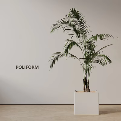 Elegant Potted Palm Plant In White Pot On Wooden Floor Against White Wall With POLIFORM 3d model