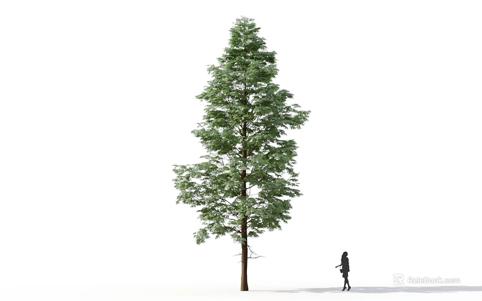 Tall Green Leafy Arbor Tree Standing With Single Person Isolated On White Background 3d model 