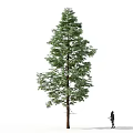 Tall Green Leafy Arbor Tree Standing With Single Person Isolated On White Background