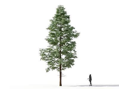 Tall Green Leafy Arbor Tree Standing With Single Person Isolated On White Background 3d model