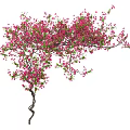 Vine with Twisted Stem and Pink Flowers and Green Leaves