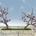 Two Arbor Trees With Pink Blossoms In Square Grassy Area On Stone Paved Ground