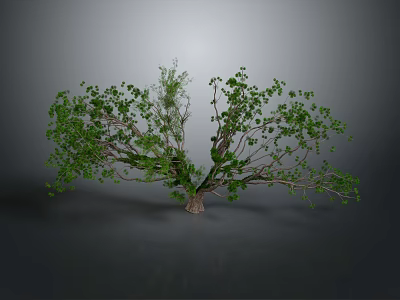 Lush Green Tree With Spreading Branches And Dense Foliage On Dark Background 3d model