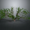 Lush Green Tree With Spreading Branches And Dense Foliage On Dark Background