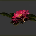 Pink Camellia Flowers With Green Leaves On Grey Background And Reflection