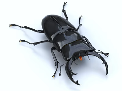 Shiny Black Stag Beetle With Large Mandibles On White Background 3d model
