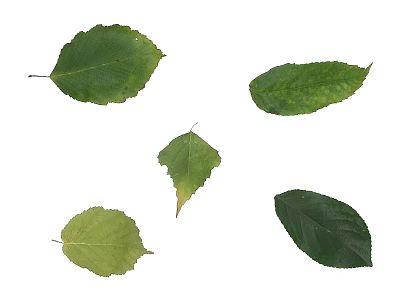 Different Green Leaves With Various Shapes And Sizes On White Background 3d model