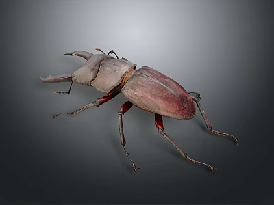Reddish Brown Beetle with Large Mandibles and Slender Legs on Gray Background 3d model