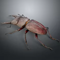 Reddish Brown Beetle with Large Mandibles and Slender Legs on Gray Background 3d model
