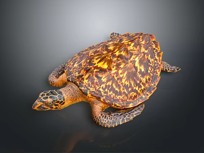 Detailed Reptile Sea Turtle With Orange Brown Patterned Shell On Dark Surface 3d model