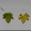 Spotted Green And Yellow Plant Leaves On Gray Gradient Background With Reflections