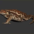 Frog Poison Frog Game Frog Reptile Cold Blooded Animal Reptile 3d model